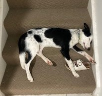 Basic Sphinx Example Project  documentation - Home